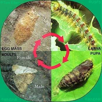 Life-cycle of gypsy moth