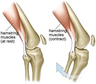 hamstring muscles