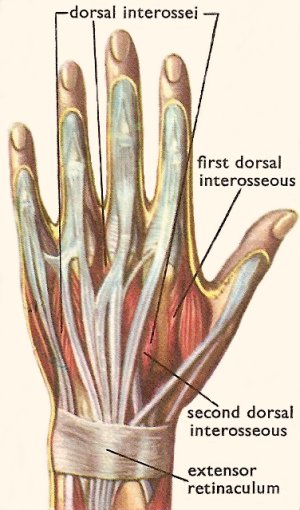 muscles of the hand