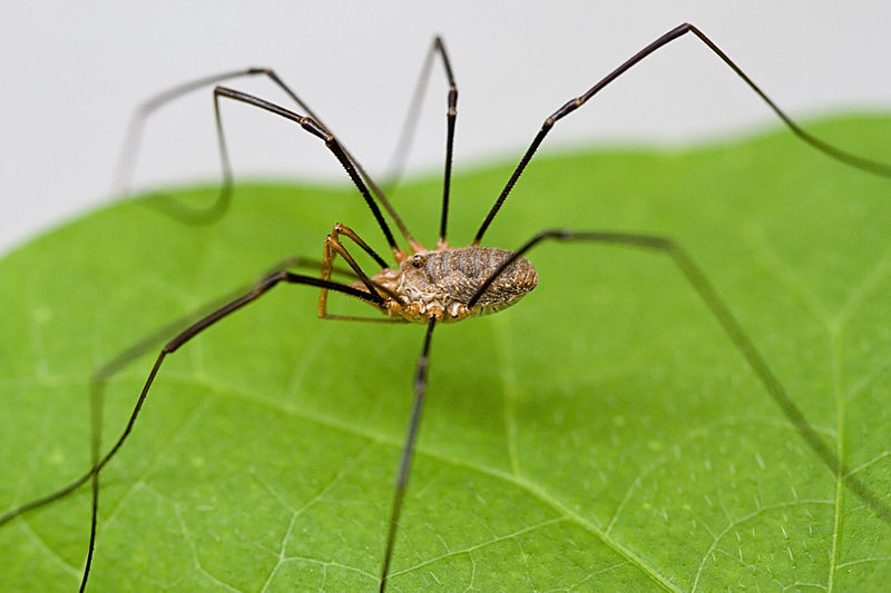 harvestman