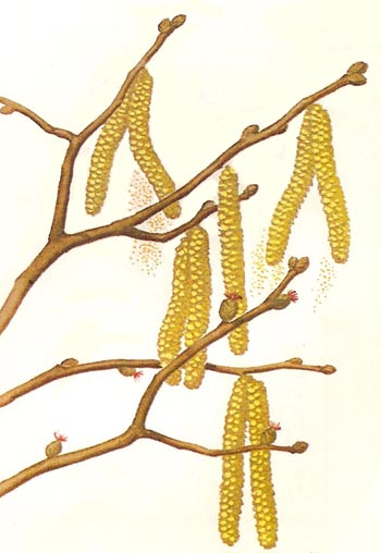 hazel catkins