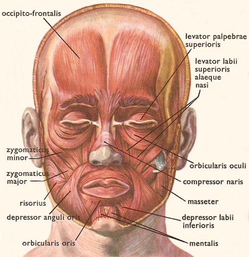 muscles of the head