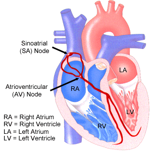 SA and AV nodes in the heart