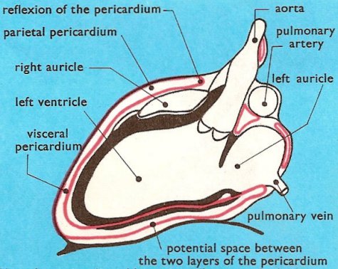 cross-section of the heart and pericardium