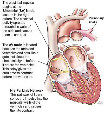 heart conduction system