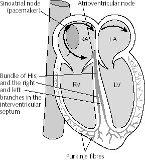 heart electrical system