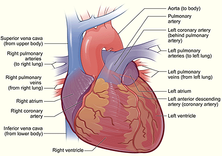 biliary system and gallstones