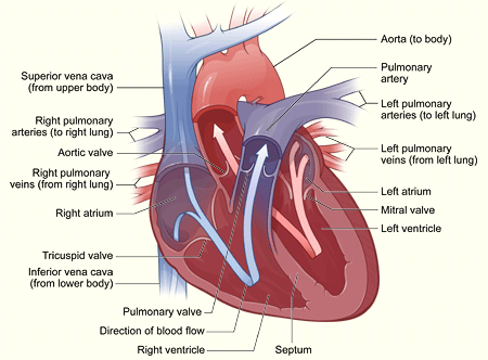 interior of heart