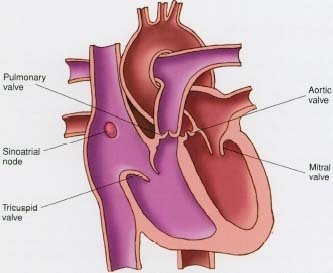 valves of the heart