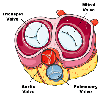 heart valves