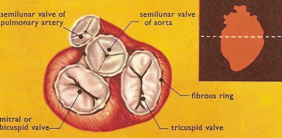 heart valves