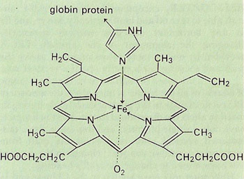 heme unit