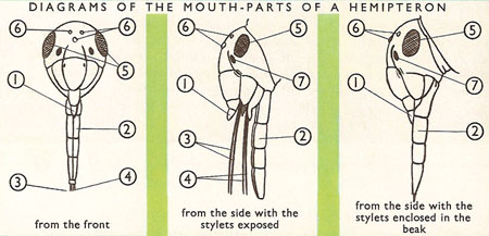 hemipteron mouth-parts