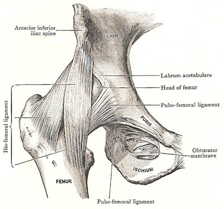 ligaments of hip joint from the front