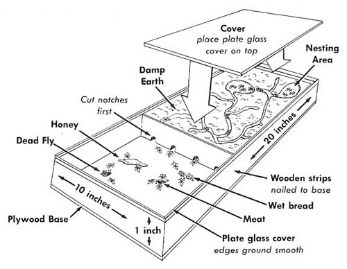 homemade ant colony