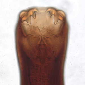 Anterior end of an adult of Ancylostoma caninum, a dog parasite