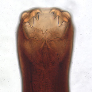 Anterior end of an adult of Ancylostoma caninum, a dog parasite