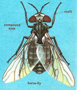 A horse-fly
