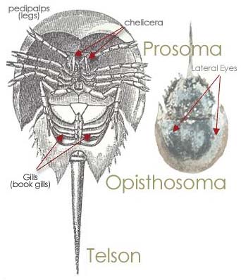 horseshoe crab anatomy