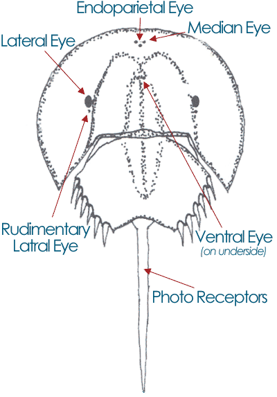 eyes of a horseshoe crab