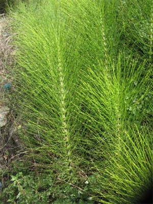 horsetail