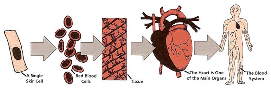 how our bodies are made