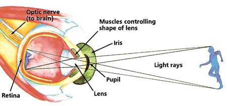 how the eye forms an image