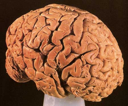 human brain