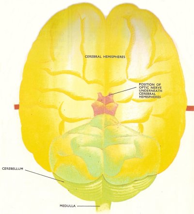 human brain