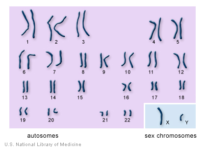 Human chromosomes