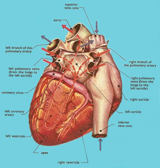 human heart, rear view