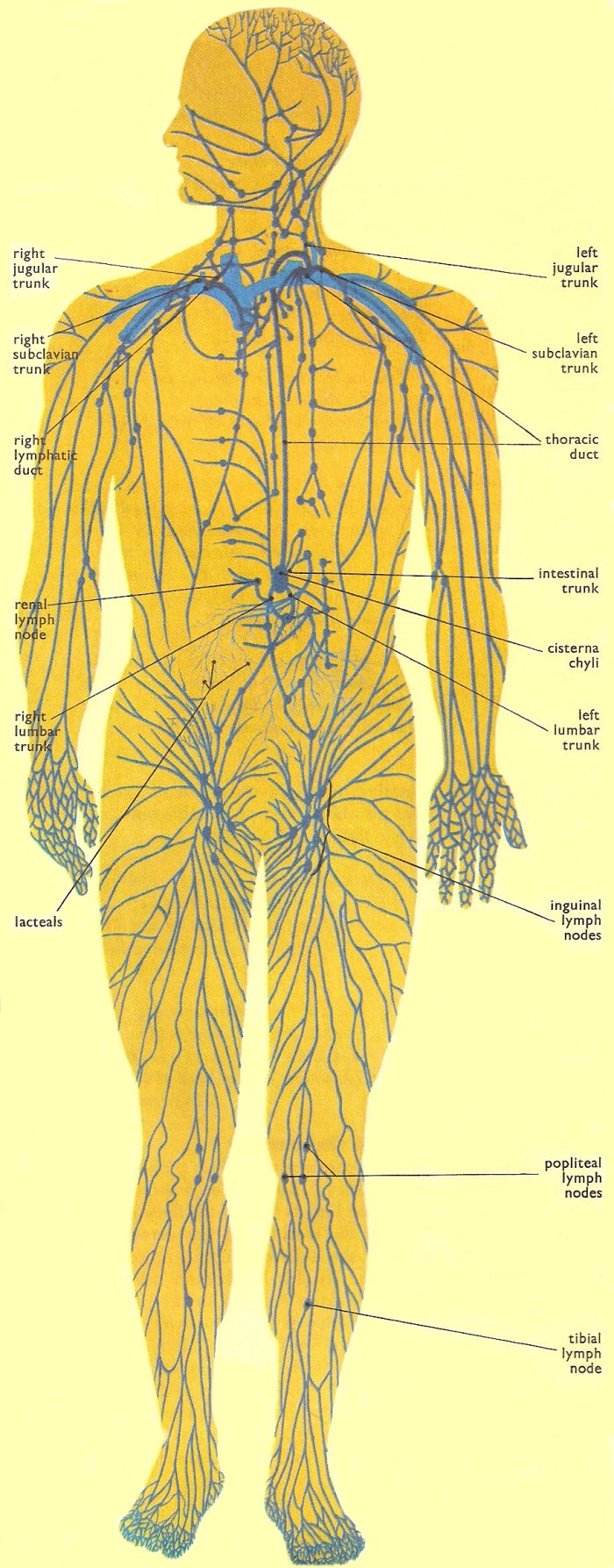 Для чего нужен лимфодренажный. Схема движения лимфы анатомия. Лимфатическая система человека анатомия движение лимфы. Лимфоток человека схема. Лимфатическая система человека рис 61.