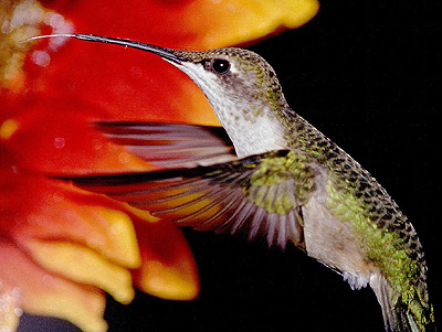 hummingbird