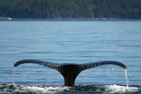 fluke of a humpback whale