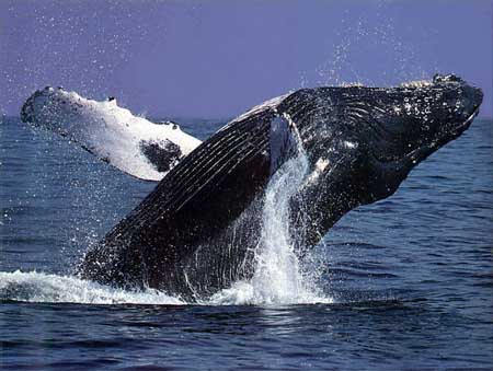 humpback whale