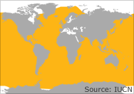 humpback whale distribution