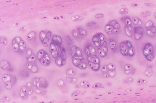 hyaline cartilage