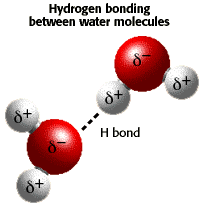 hydrogen bonding in water