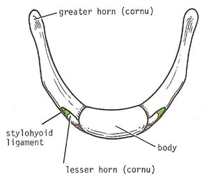 hyoid anterosuperior aspect