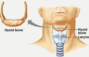 hyoid bone