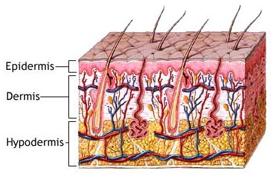 layers of the vertberate skin