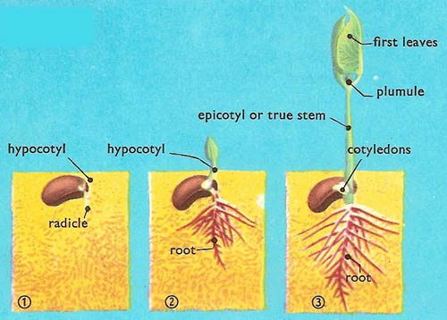 hypogeal germination