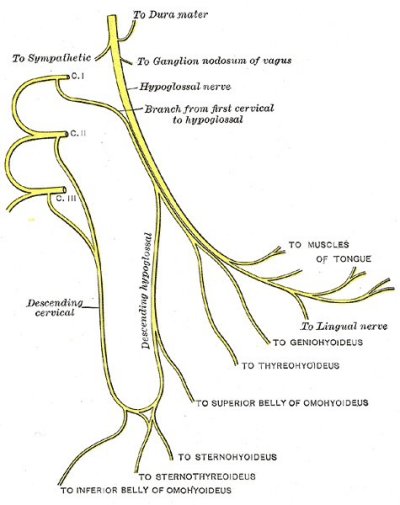 hypoglossal nerve