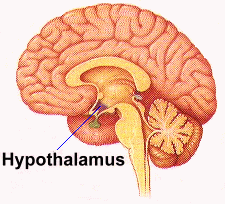 hypothalamus