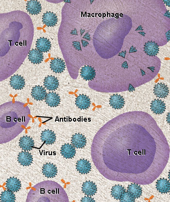 immune cells