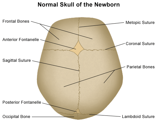 infant skull