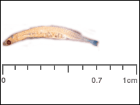 The stout infantfish. Image: Scripps Institution of Oceanography