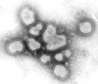 influenza A virus. Credit: CDC