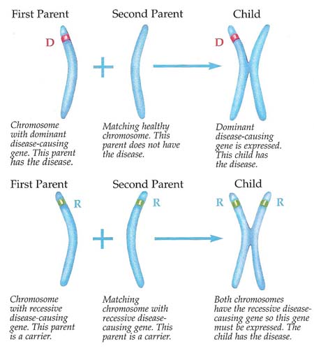 two ways to inherit a genetic disease