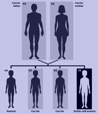 inheriting sickle cell genes